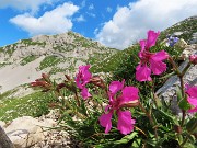 44 Silene elisabethae (Silene di Elisabetta) con vista in Corna Piana